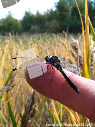 Image of Dragonfly