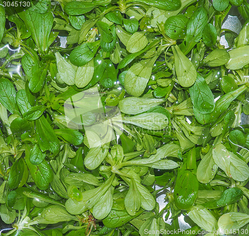 Image of Green salad vegetables