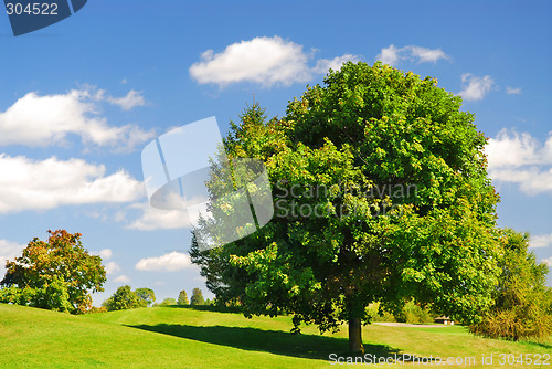 Image of Summer landscape