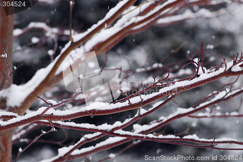 Image of Snow covered branches