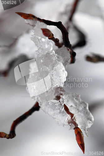 Image of Snow covered branch