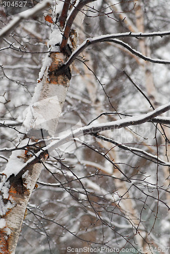 Image of Winter trees with snow