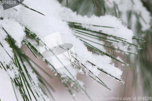 Image of Snow on pine needles