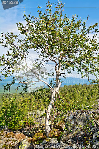 Image of Birch on a mountain top