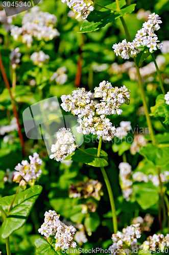 Image of Buckwheat blossoms on background of leaves