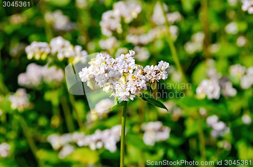Image of Buckwheat blooming with green leaves