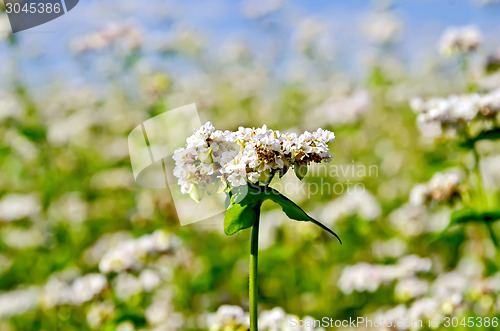 Image of Buckwheat blooming against the sky and field