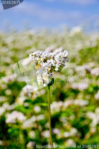 Image of Buckwheat blooming against the sky