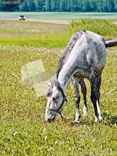 Image of Horse gray grazing in meadow