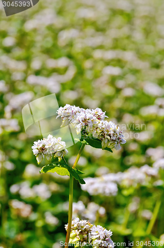 Image of Buckwheat blossoms on green field