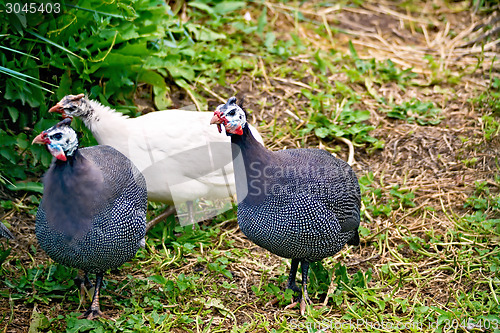 Image of Guinea fowl three 