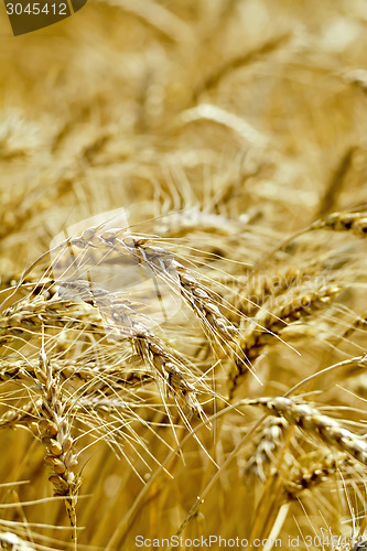Image of Bread ripe ears of grain on the field