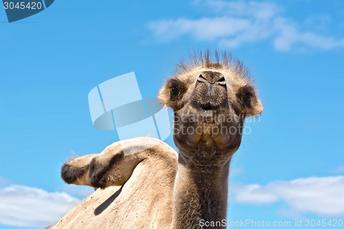 Image of Camel on background of sky