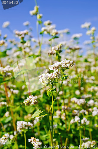 Image of Buckwheat blossoms with blue sky
