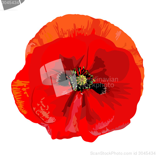 Image of Poppy red