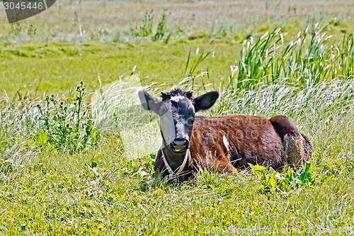 Image of Calf lying on the grass