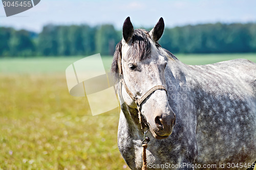 Image of Horse gray in meadow