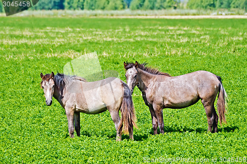 Image of Horse small brown
