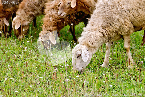 Image of Sheep graze the grass