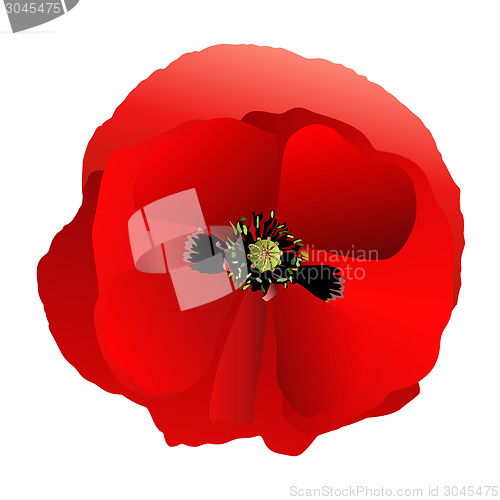 Image of Poppy red gradient