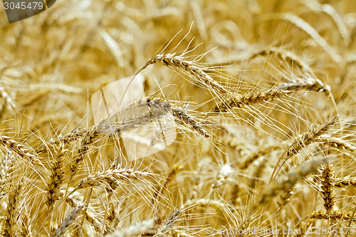 Image of Bread yellow spikes on the field