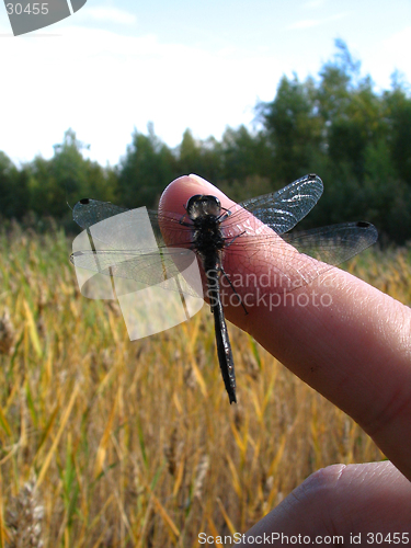 Image of Dragonfly_2