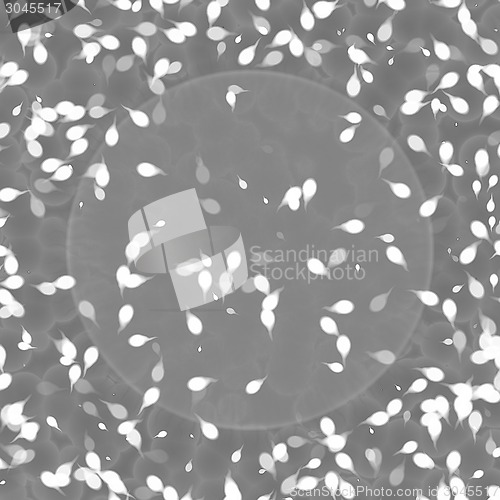 Image of Bacteria under microscope