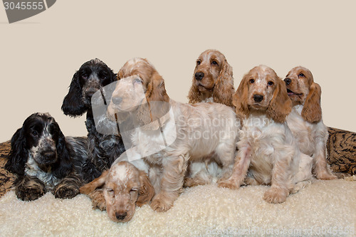 Image of portrait of english cocker spaniel