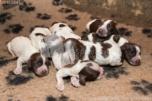 Image of English Cocker Spaniel puppy sleeping