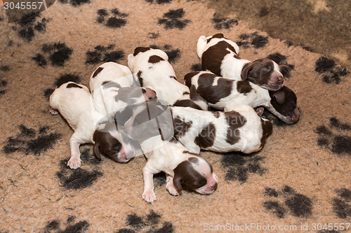 Image of English Cocker Spaniel puppy sleeping