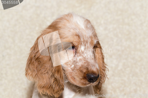 Image of portrait of english cocker spaniel