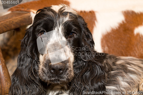 Image of portrait of english cocker spaniel 