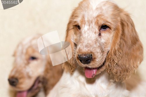 Image of portrait of english cocker spaniel