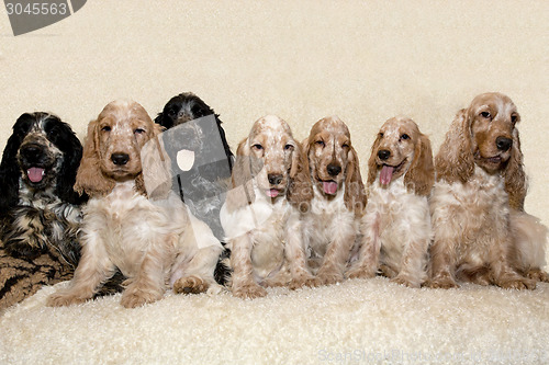 Image of portrait of english cocker spaniel