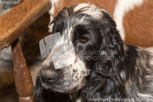 Image of portrait of english cocker spaniel 