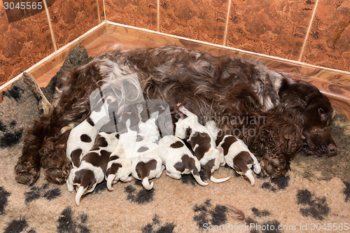 Image of English Cocker Spaniel puppy suck breast milk