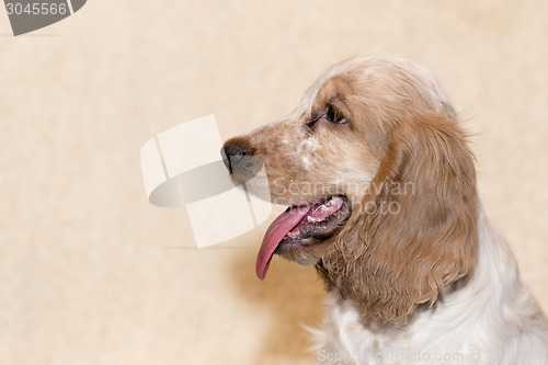 Image of portrait of english cocker spaniel