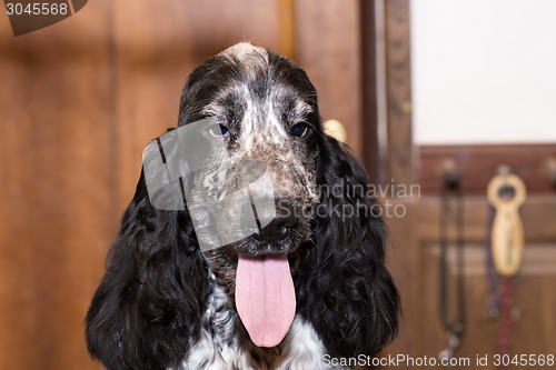 Image of portrait of english cocker spaniel 