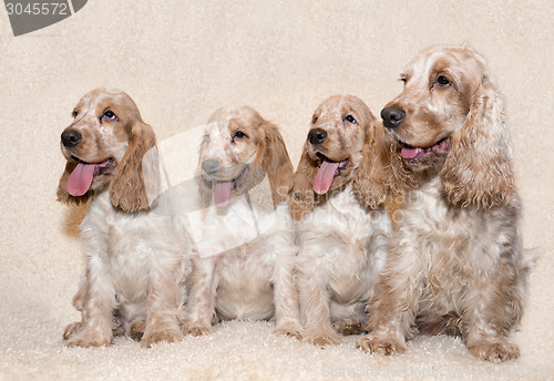 Image of portrait of english cocker spaniel