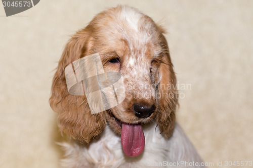 Image of portrait of english cocker spaniel