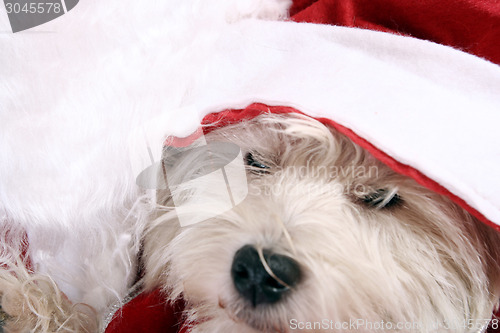 Image of White puppy