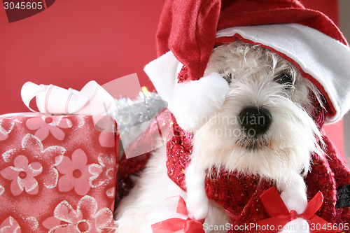 Image of White puppy