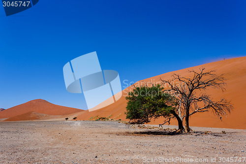 Image of Dune 45 in sossusvlei NamibiaDune 45 in sossusvlei Namibia, view from the top