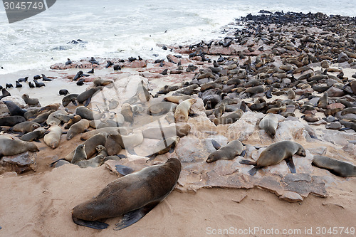 Image of huge colony of Brown fur seal - sea lions in Namibia