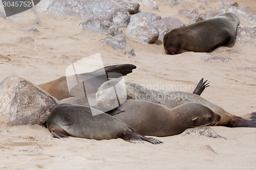 Image of huge colony of Brown fur seal - sea lions in Namibia