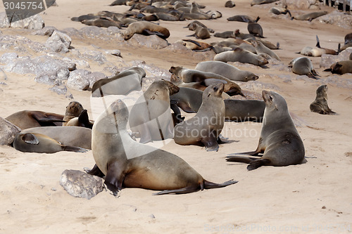 Image of huge colony of Brown fur seal - sea lions in Namibia