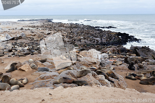 Image of huge colony of Brown fur seal - sea lions in Namibia