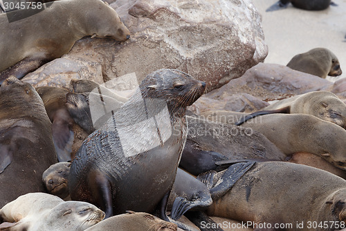 Image of huge colony of Brown fur seal - sea lions in Namibia