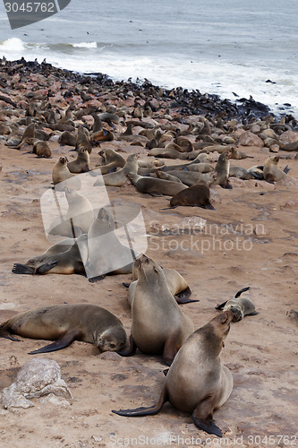 Image of huge colony of Brown fur seal - sea lions in Namibia