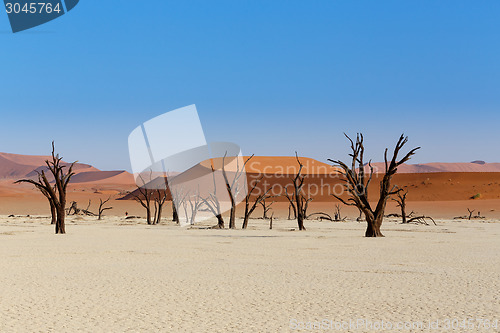 Image of Sossusvlei beautiful landscape of death valley